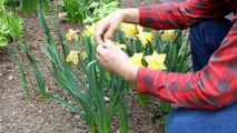 Tying daffodils