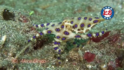 ブルーリングオクトパス  Blue-ringed octopus  オオマルモンダコ　ヒョウモンダコの仲間