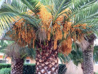 Calvi ; Haute-Corse