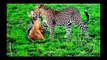 National Geographic Documentary Wild Animals attack National Geographic Animals ✔ ► P 11