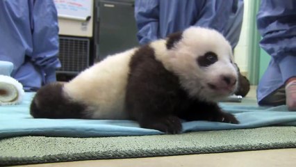Animals Funny Video - Cute Panda taking first steps