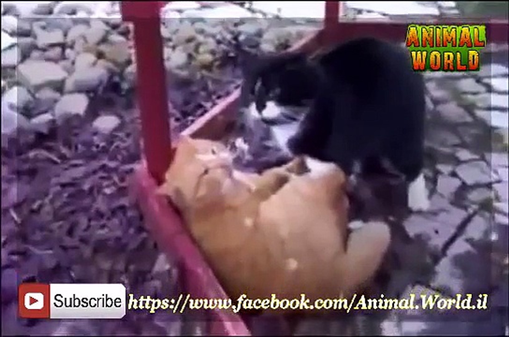 Brutal Cat Fights