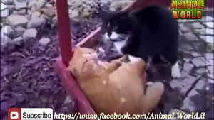 Two Cats Fight To Death !