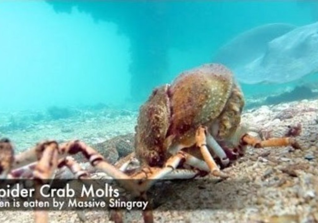 Crab in Grave Danger After Molting Its Shell