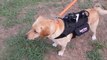 'Smart Harnesses' Allow Dog Owners To Better Train Their Pooches