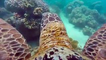 Deniz Kaplumbağasının Gözünden Harika Su Altı Görüntüleri