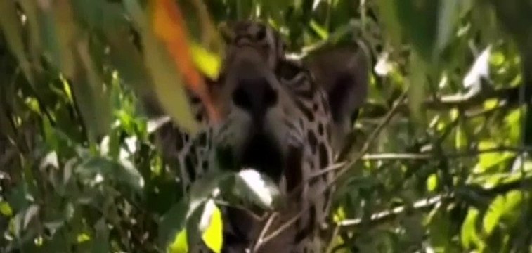Animals Documentary Full - Jaguar Attacks Crocodile Full Fighting - National Geographic [Full Episo
