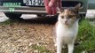 Cute Cat Asks To be Petted   Cute and Funny Animal Pets