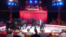 Frieserhästar på Cirkus Maximum 2014.Hästar på cirkus.Horses at cirkus. Frieser horses at circus.