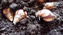 Update on the Land Snails
