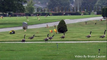 Coyote Chasing Geese
