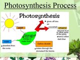 Photosynthesis and cellular respiration lab