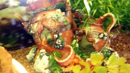 120 gallon - ropefish, albino bristlenose catfish, red devil, jaguar, oscar