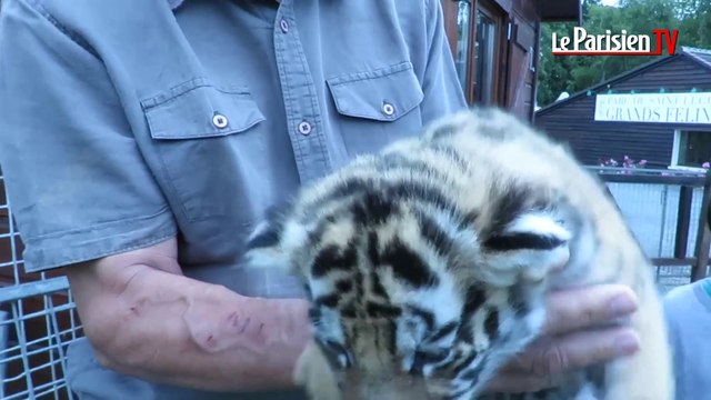 Choisissez les prénoms des bébés tigres !