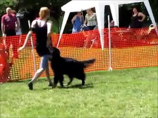 Dogdance-Turnier, Nana - Sway, Waldacker 07.07.2013