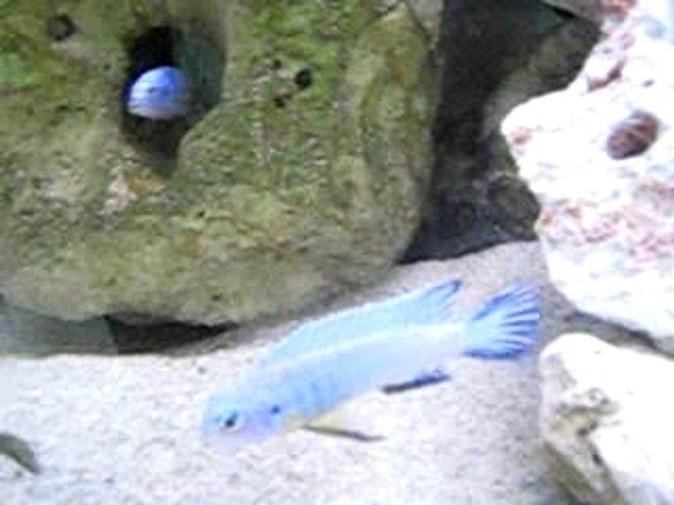 Pseudotropheus Socolofi