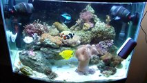 My 28 Gallon Bowfront Reef Update: New corals, Inverts, and ORA mandairn dragonet