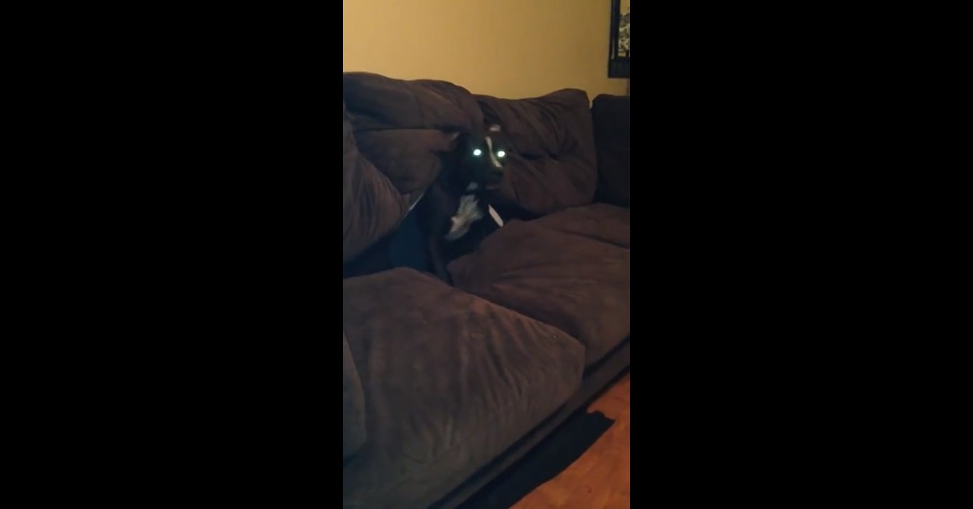 Watch this dog go couch diving