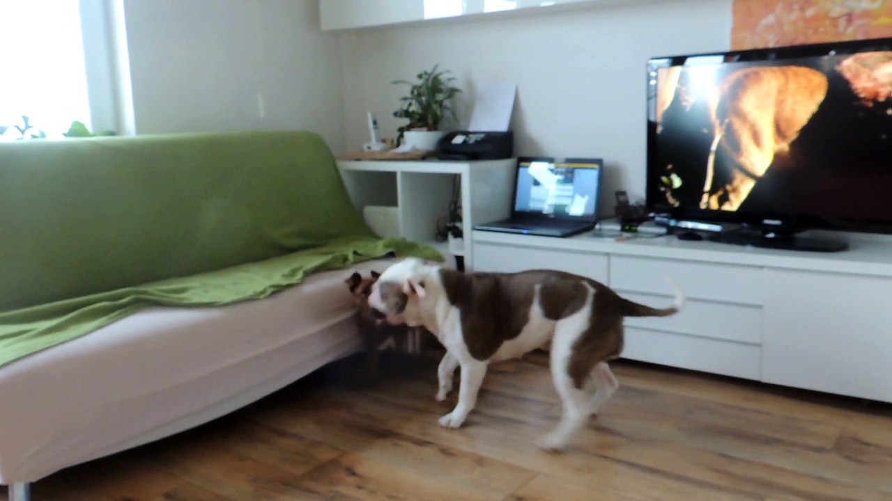 Hundespiel