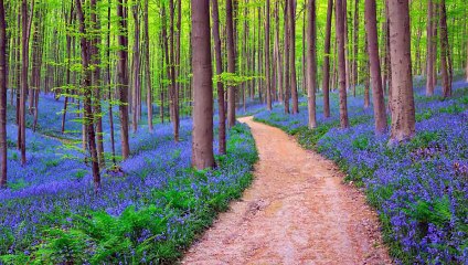 Most Beautiful forests in the World
