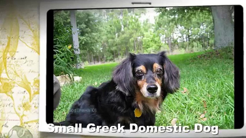 greek domestic dog