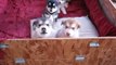 Zoe Derfler puppies greeting me in the morning