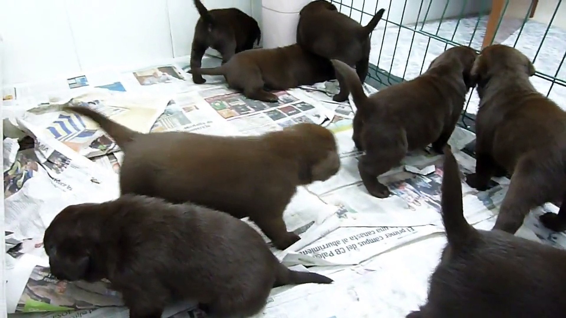 ⁣LABRADORES DE LA SALMANTINA