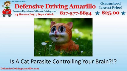 Is A Cat Parasite Controlling Your Brain?!?