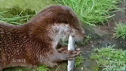 Otter - Lontra - Lutra lutra