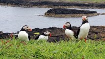 Puffins on the Isle of Lunga (Treshnish Isles)