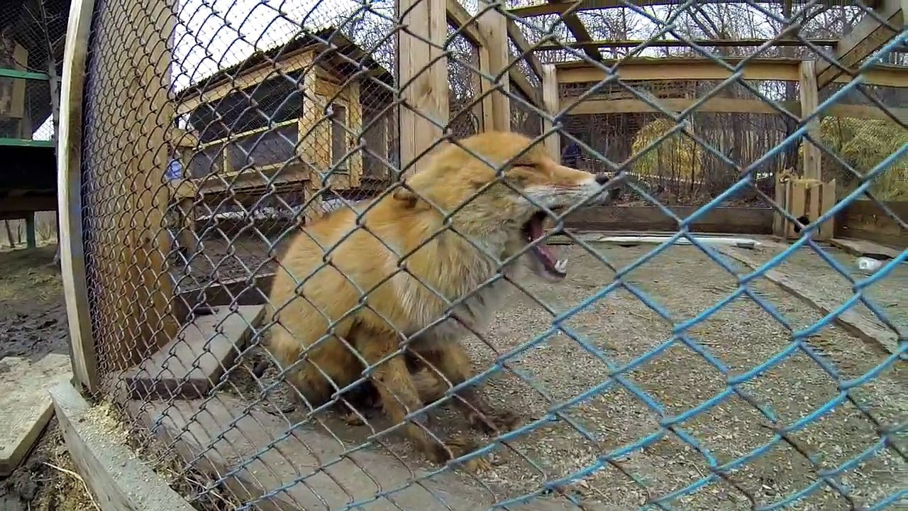 Детский контактный зоопарк в Иркутском ботаническом саду
