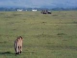 Lion attacks buffalo (Masai Mara, Kenya) (Safari Videos)