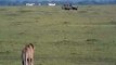 Lion attacks buffalo (Masai Mara, Kenya) (Safari Videos)