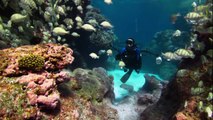 Pristine Seas Efforts Inspire Protection of Untouched Reefs