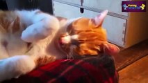 Funny Cats And Dogs Don't Want To Wake Up Compilation 2015   Funny 2015   Cats 720p