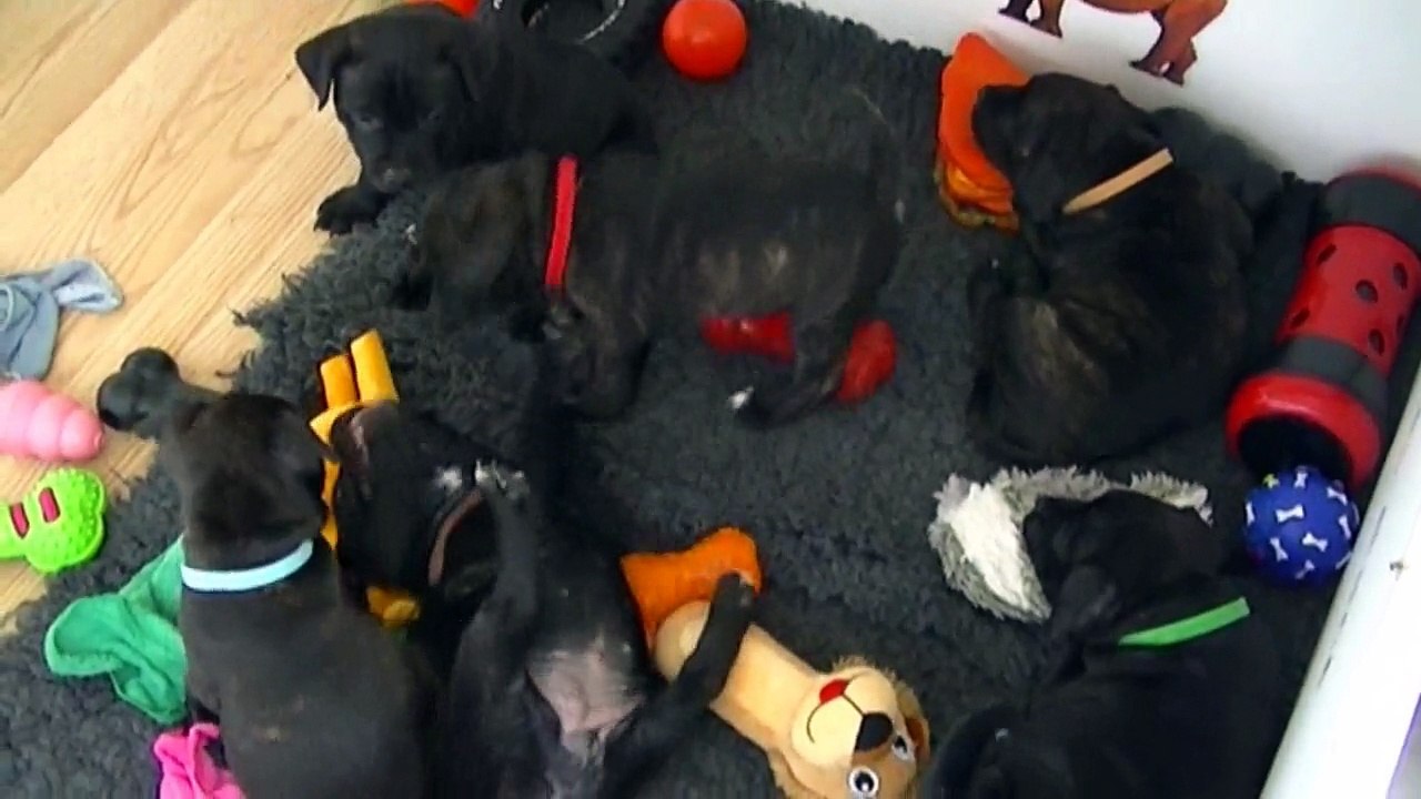 88ème vidéo Le chiot n°8 femelle staffie de la 20ème portée de Staffordland