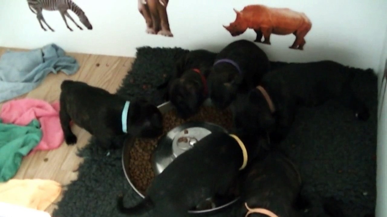89ème vidéo Le repas avec les staffies de la 20ème portée de Staffordland