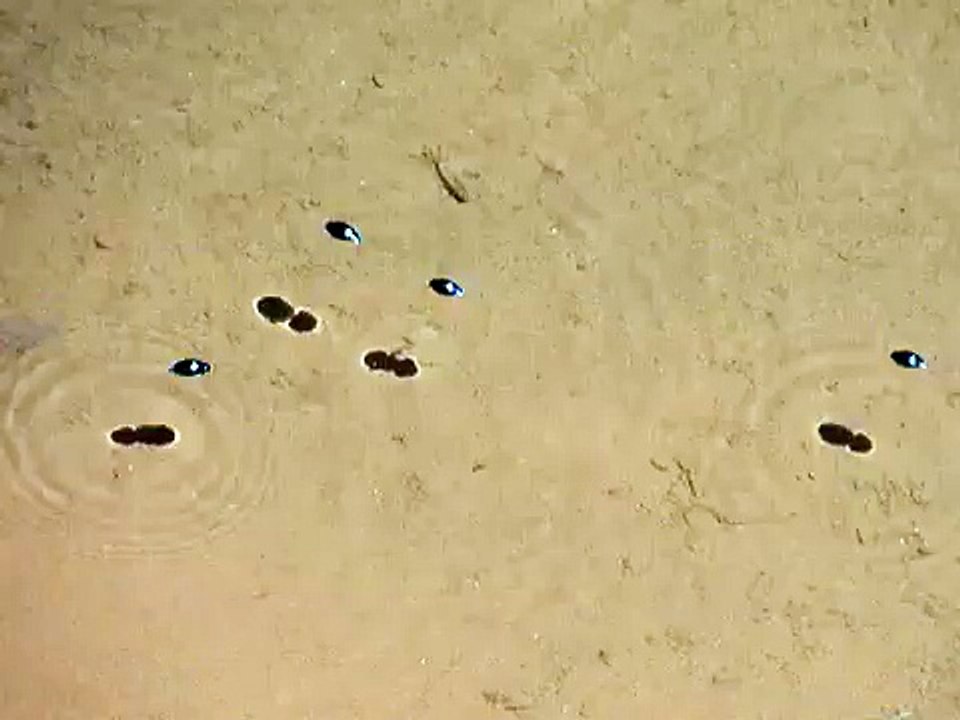 Whirligig beetles
