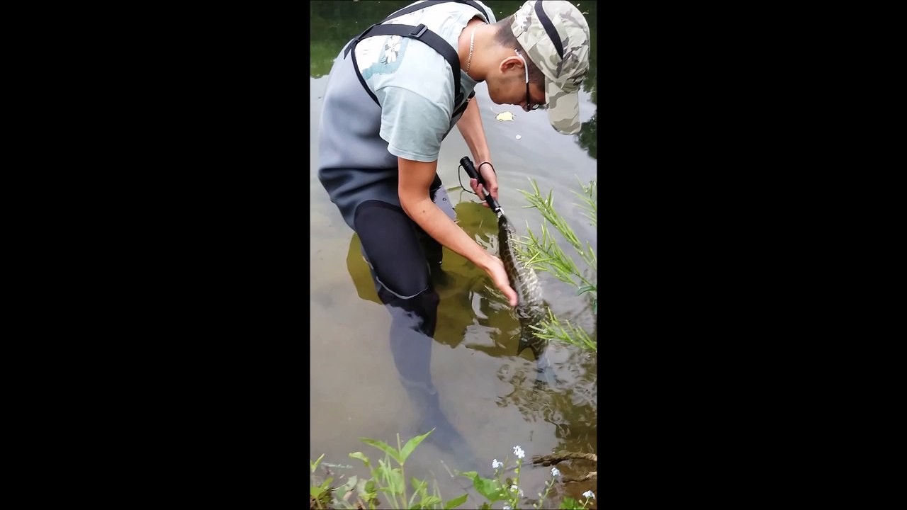 Remise a l'eau de mon brochet de 60cm