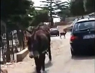 Animals mate Ciuccio monta ciuccia Animal mate~1