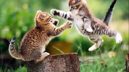 The Evolution Of Animals: Animal Adaptations and Claws