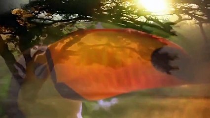 Discovery Channel Animals | Animal Planet | Valley of the Wolf Documentary #2015 HD