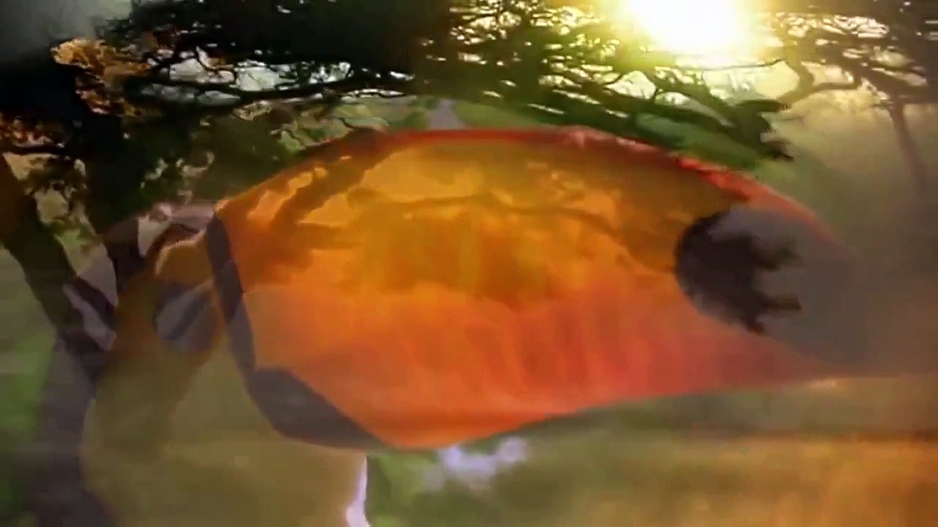 ⁣Discovery Channel Animals | Animal Planet | Valley of the Wolf Documentary #2015 HD