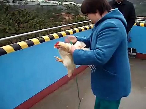 Feeding Live Chickens to Pumas, Tigers, Bears, and Lions