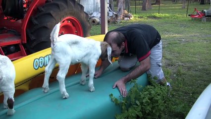 Human Vs Goat (Head-butt)