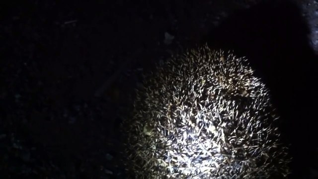 Hedgehog screaming in fear after being attacked by a badger