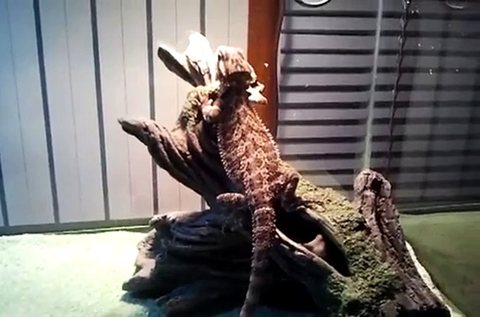 Spikes Terrarium Setup!
