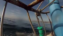 Vidéobomb d'un grand requin blanc