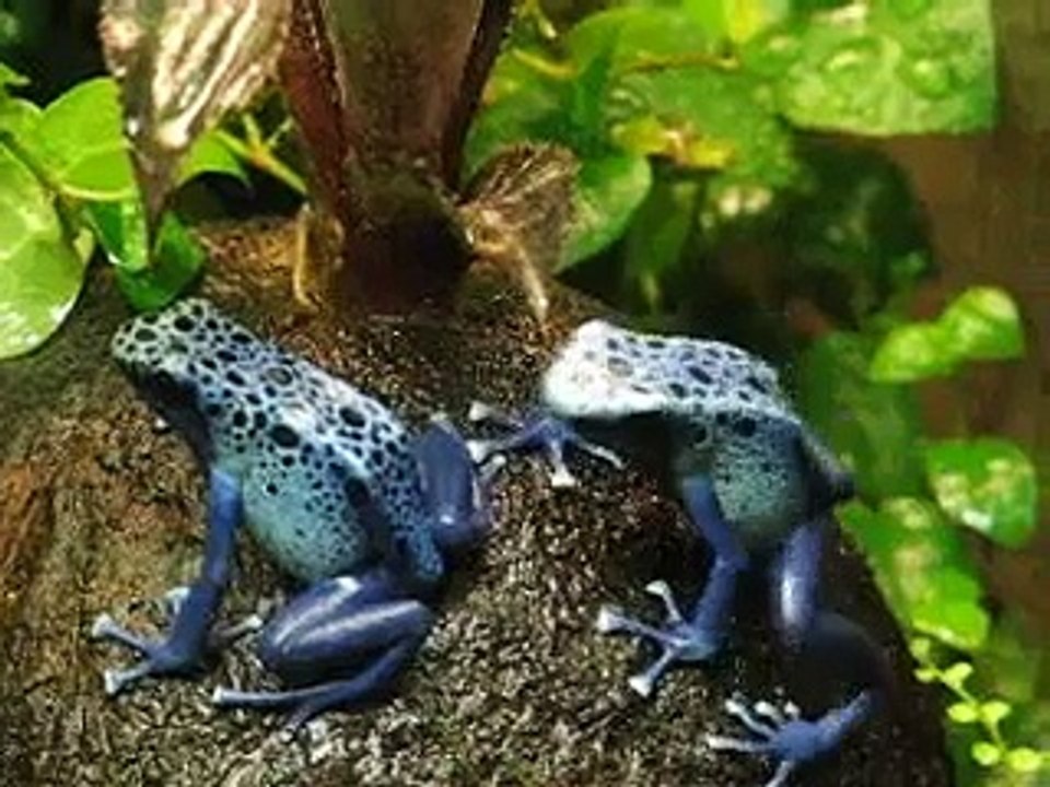 poison dart frog