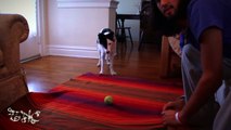 Dog Training - Problem Solving Exercise (When You're Lazy)